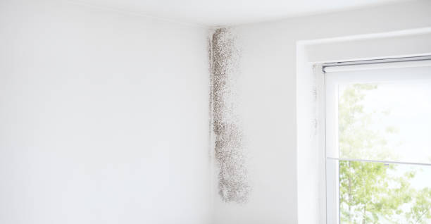 Best Dehumidification Services  in Jonesville, NC