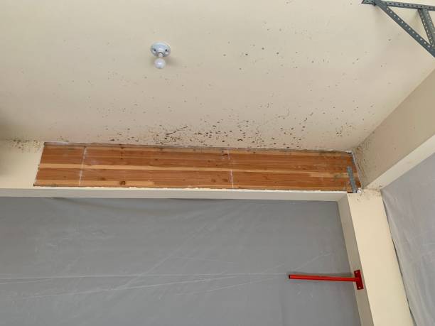Trusted Jonesville, NC Mold Removal Experts