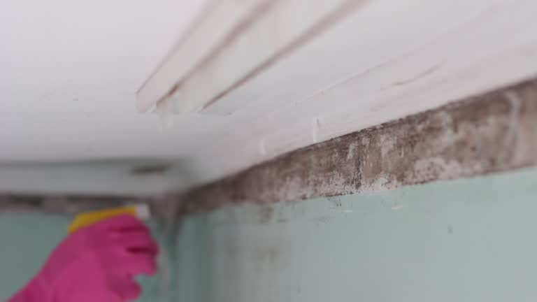 Mold Odor Removal Services in Jonesville, NC
